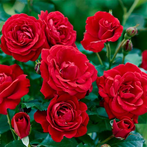 Floribunda roze Bordo interface.image 1 interface.art 6127