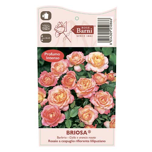 Floribunda roze Briosa®, C5 interface.image 4 interface.art 6149