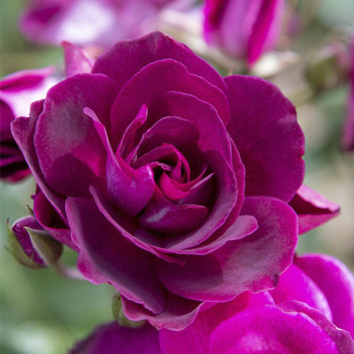 Floribunda roze Burgundy Iceberg®, C5 interface.image 1 interface.art 6146