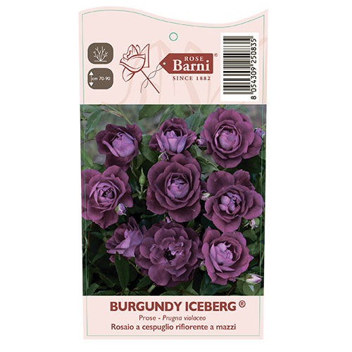 Floribunda roze Burgundy Iceberg®, C5 interface.image 5 interface.art 6146