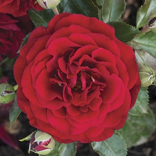 Floribunda roze Chic™ Fashion ®, С3 interface.image 2 interface.art 6172