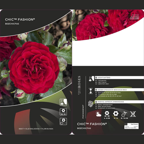 Floribunda roze Chic™ Fashion ®, С3 interface.image 3 interface.art 6172