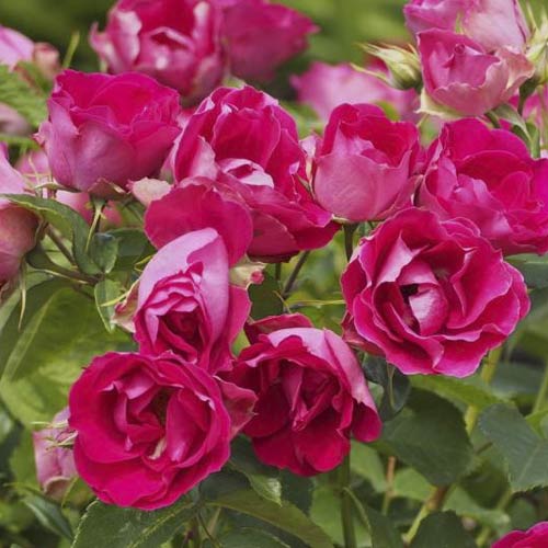 Floribunda roze Czeslaw Milosz® interface.image 3 interface.art 6192