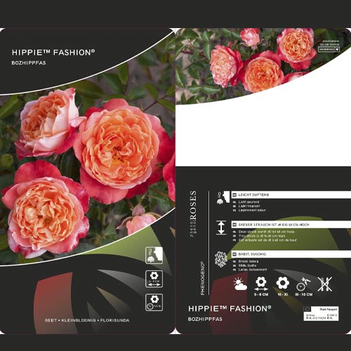 Floribunda roze Hippie™ Fashion ®, С3 interface.image 2 interface.art 6174