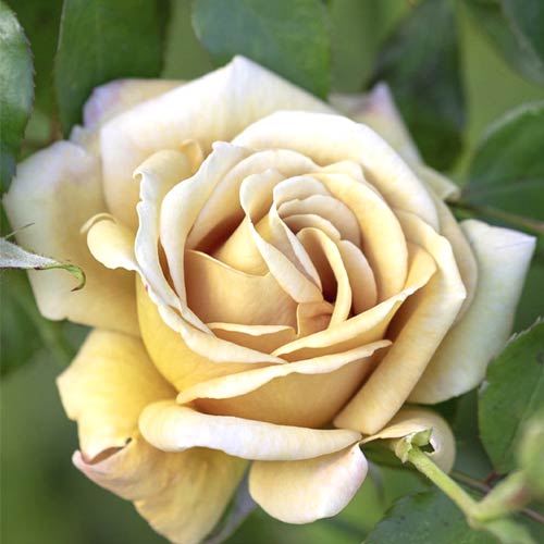 Floribunda roze Honey Dijon®, C5 interface.image 1 interface.art 6144