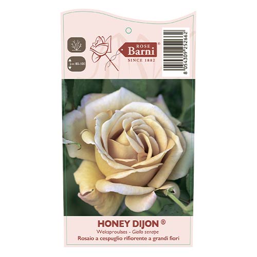 Floribunda roze Honey Dijon®, C5 interface.image 3 interface.art 6144