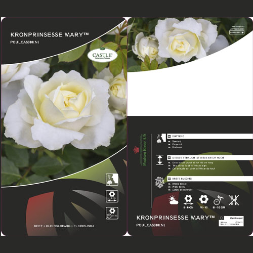Floribunda roze Kronprinsesse Mary ®, С5 interface.image 2 interface.art 4970