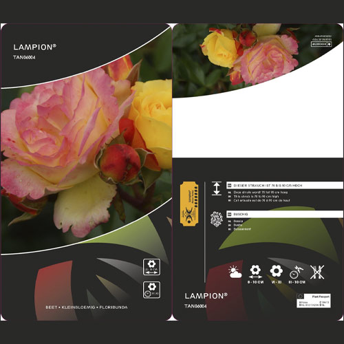 Floribunda roze Lampion ®, С3 interface.image 3 interface.art 6175