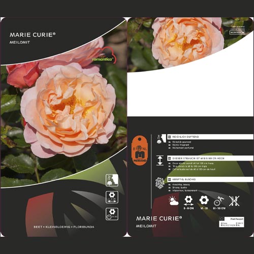 Floribunda roze Marie Curie ®, С3 interface.image 3 interface.art 6176