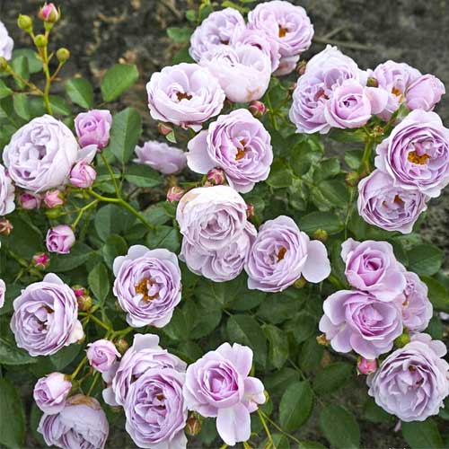 Floribunda roze Nautica®, C5 interface.image 1 interface.art 6150