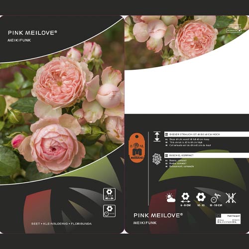 Floribunda roze Pink Meilove ®, С5 interface.image 2 interface.art 4554