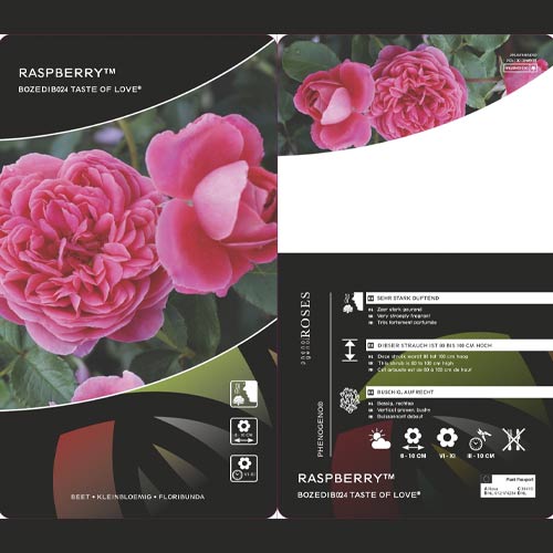 Floribunda roze Raspberry ™, С3 interface.image 3 interface.art 6178