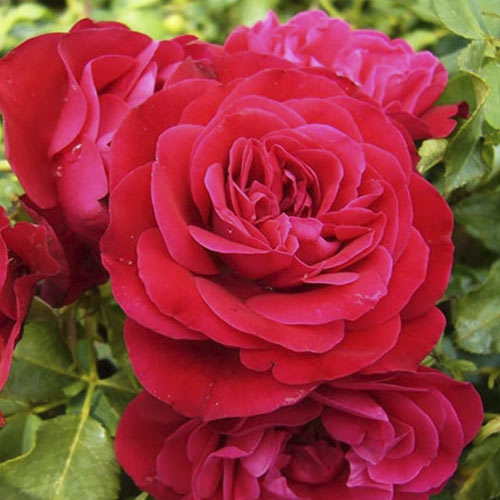Floribunda roze Red Meilove ®, С3 interface.image 1 interface.art 4555