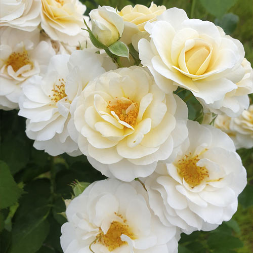 Floribunda roze Zorza® interface.image 2 interface.art 6190