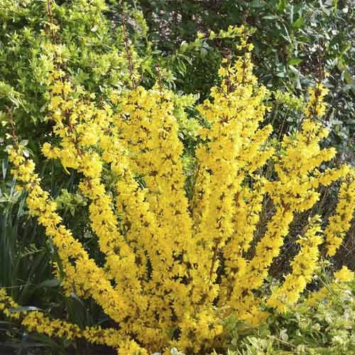 Forsītija Mikador PBR, С3 interface.image 1 interface.art 8537