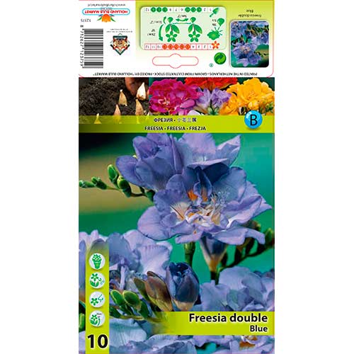 Frēzija Double Blue interface.image 1 interface.art 76234