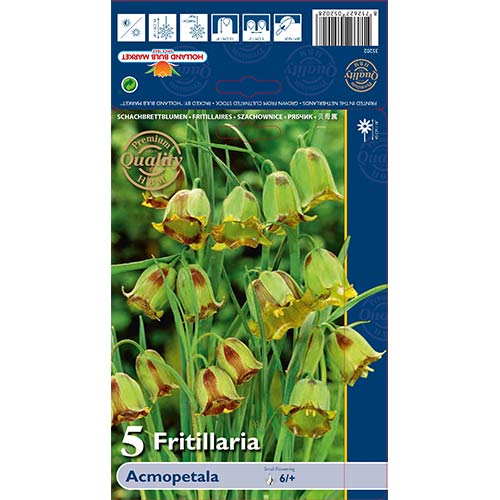 Fritilārija Acmopetala interface.image 1 interface.art 70243
