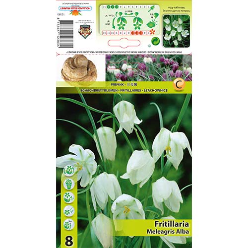 Rūtainā fritilārija (Fritillaria) Alba interface.image 1 interface.art 70288
