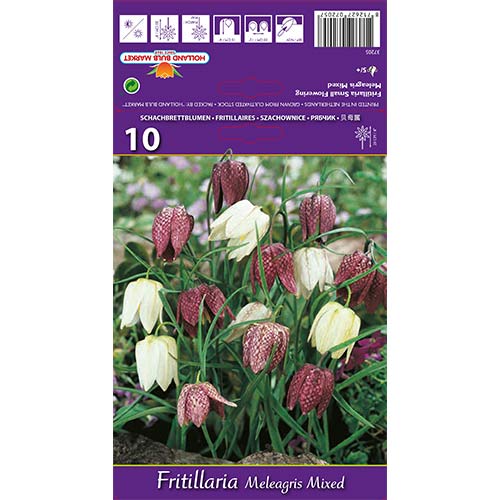 Rūtainā fritilārija, mix interface.image 1 interface.art 68102