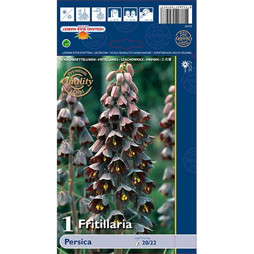 Fritilārija Persica interface.image 1 interface.art 68024