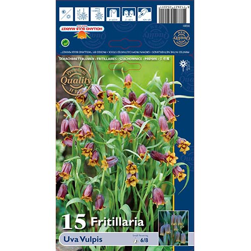 Fritilārijas (Fritillaria) Uva Vulpis interface.image 1 interface.art 70245