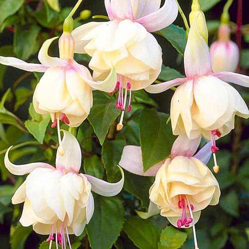 Fuksija Annabel interface.image 1 interface.art 76692