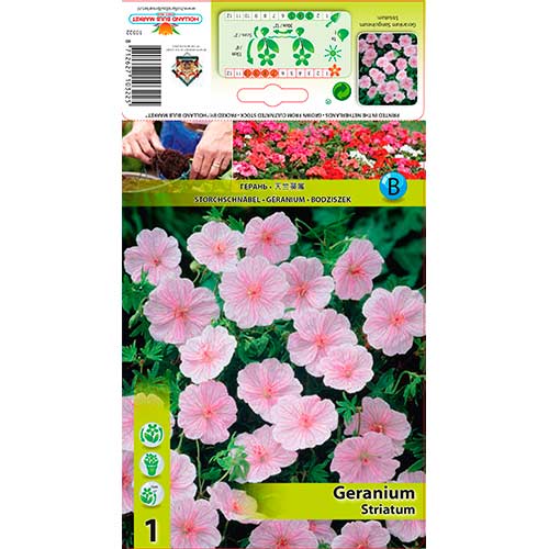 Gandrene Striatum interface.image 1 interface.art 76584