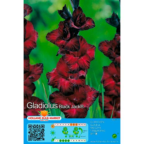Gladiola Black Jack interface.image 1 interface.art 70464