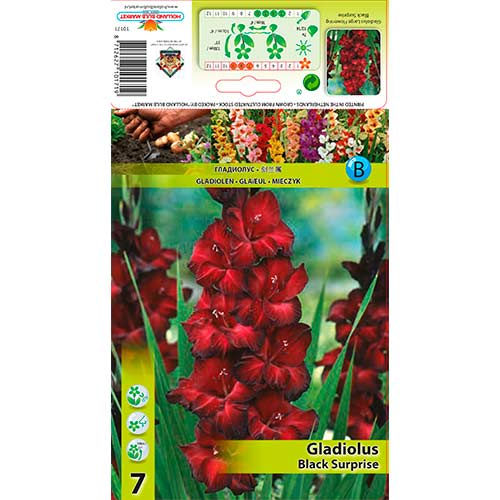 Gladiola Black Surprise interface.image 1 interface.art 76243