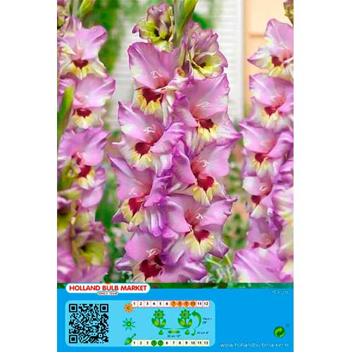 Gladiola Bono's Memory interface.image 1 interface.art 76440