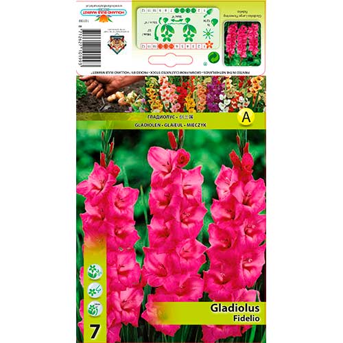 Gladiola Fidelio interface.image 1 interface.art 76246