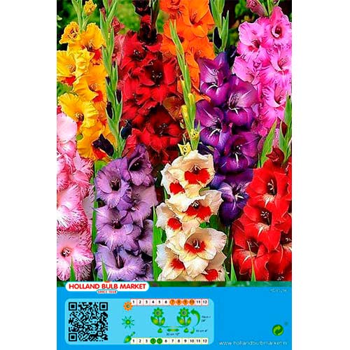 Gladiola Gladiolus Mixed interface.image 1 interface.art 76446