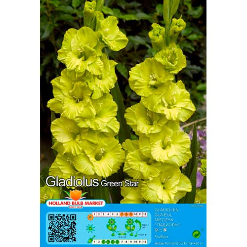 Gladiola Green Star interface.image 1 interface.art 76444