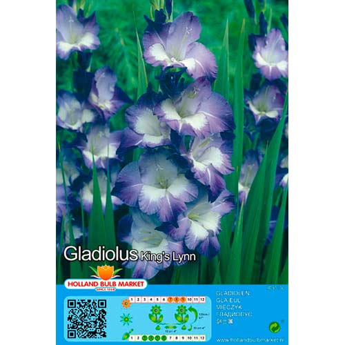 Gladiola Kings Lynn interface.image 1 interface.art 76445