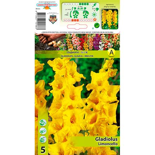 Gladiola Limoncello interface.image 1 interface.art 76251