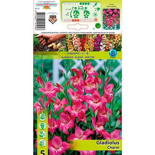 Gladiola mini Charm interface.image 1 interface.art 76330