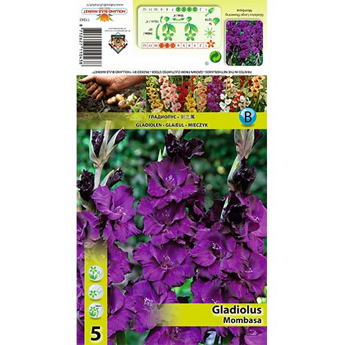 Gladiola Mombasa interface.image 1 interface.art 70398