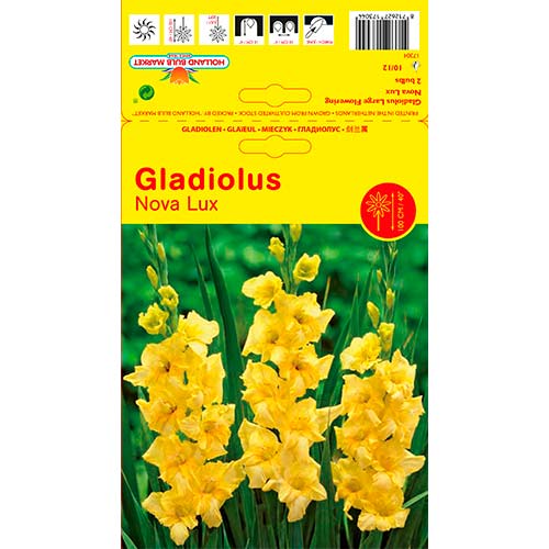 Gladiola Nova Lux interface.image 1 interface.art 76447