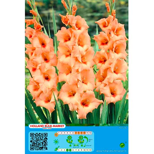 Gladiola Peter Pears interface.image 1 interface.art 76448