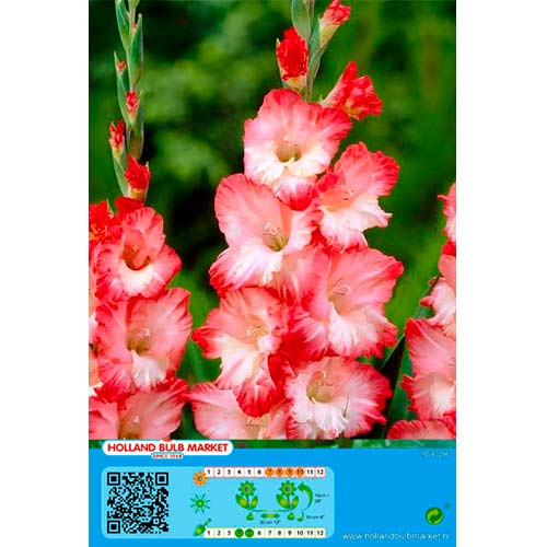 Gladiola Pink Lady interface.image 1 interface.art 76253