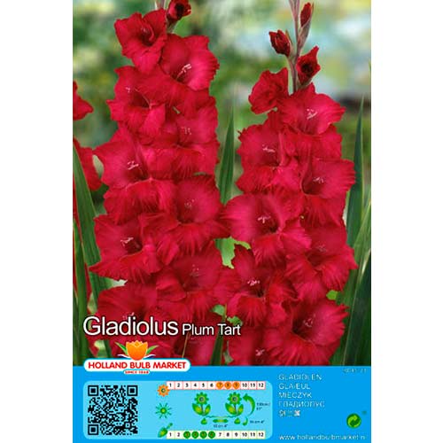 Gladiola Plum Tart interface.image 1 interface.art 76449