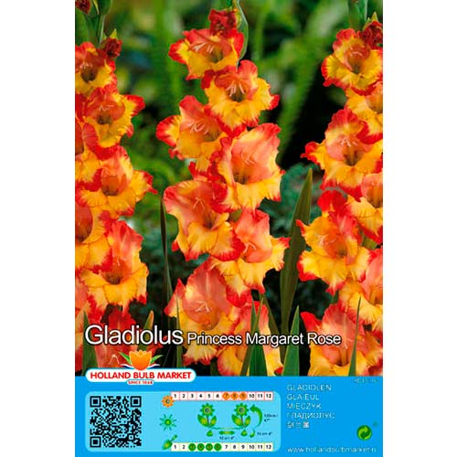 Gladiola Princess Margaret Rose interface.image 1 interface.art 76667