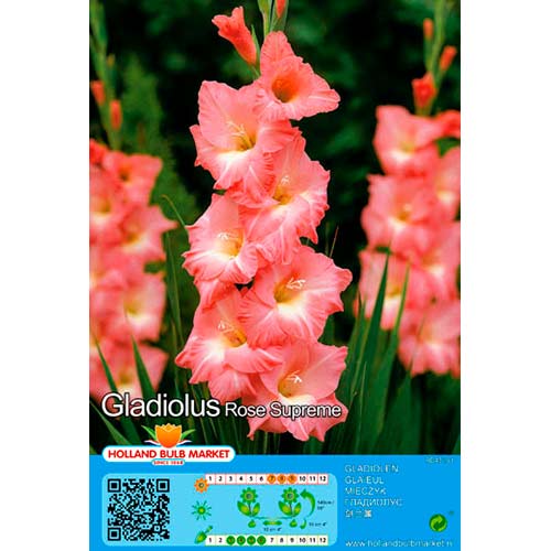 Gladiola Rose Supreme interface.image 1 interface.art 76668