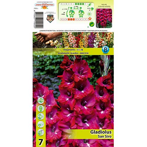 Gladiola San Siro interface.image 1 interface.art 70400