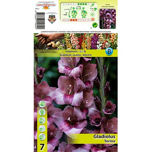 Gladiola Torino interface.image 1 interface.art 70404