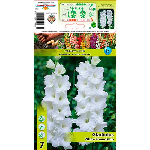 Gladiola White Friendship interface.image 1 interface.art 76589