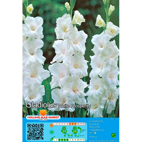 Gladiola White Prosperity interface.image 1 interface.art 70466