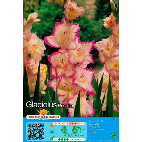Gladiolus Priscilla interface.image 1 interface.art 76450