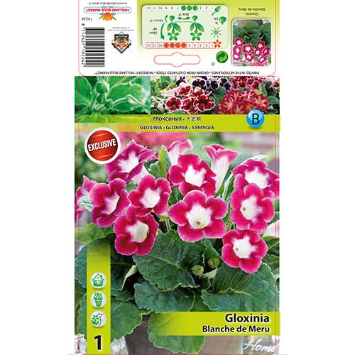 Gloksīnija Blanche de Meru interface.image 1 interface.art 76259