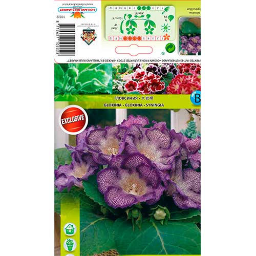 Gloksīnija Tigrina Blue interface.image 1 interface.art 76261